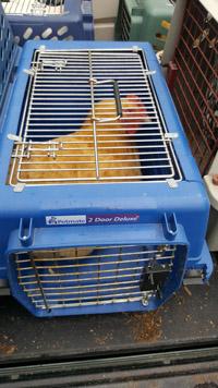 chickens secured inside cat carriers