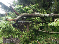 a tree fallen on to a chicken coop