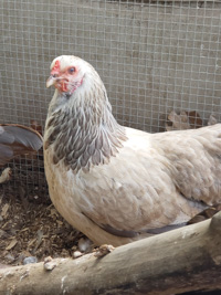 a white and grey chicken