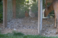 a deer inside a coop, eating the chicken feed