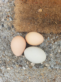 two brown eggs and one blue-ish egg