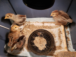 four chicks in a bin