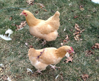 two golden chickens in a yard