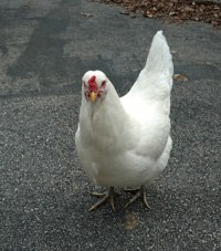 a white chicken in a driveway