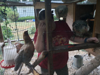 four chickens look on as a woman repairs a chicken coop