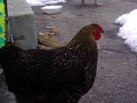 a surprised looking chicken, standing in the snow