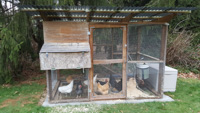 a chicken coop on pavers with chickens inside