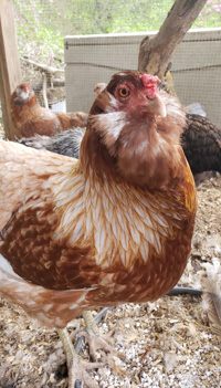 a very photogenic brown and white chicken