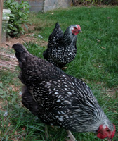 two nearly identical chickens in a yard