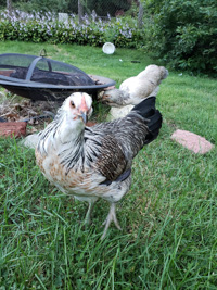 a white and black chicken in a yard