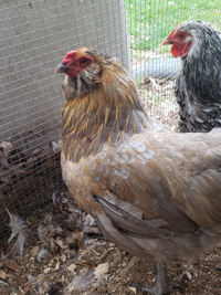 a golden-brown and white chicken