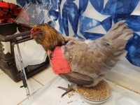 a chicken with a bandaged wing