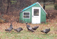 a flock of wild turkeys in a yard